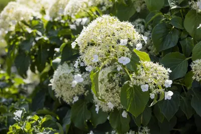 Hydrangea petiolaris (Hortensia) - afbeelding 16