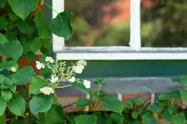 Hydrangea petiolaris (Hortensia) - afbeelding 20