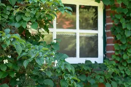 Hydrangea petiolaris (Hortensia) - afbeelding 21