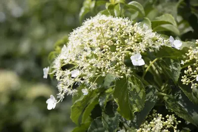 Hydrangea petiolaris (Hortensia) - afbeelding 13