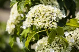 Hydrangea petiolaris (Hortensia) - afbeelding 14