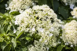 Hydrangea petiolaris (Hortensia) - afbeelding 17