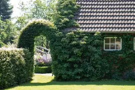 Hydrangea petiolaris (Hortensia) - afbeelding 18