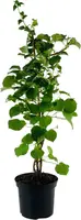 Hydrangea petiolaris (Hortensia) 60cm kopen?