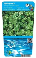 Hydrocotyle novae-zelandiae (Waternavel) - afbeelding 1