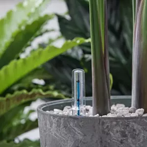 Hydrocultuur planten