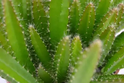 Hylocereus undatus (Drakenvrucht) 15cm - afbeelding 2