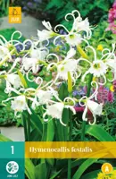 Hymenocallis festalis 1 stuks - afbeelding 1