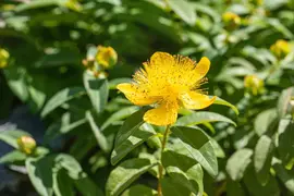 Hypericum Calycinum (Hertshooi) - afbeelding 3