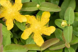 Hypericum Calycinum (Hertshooi) - afbeelding 4