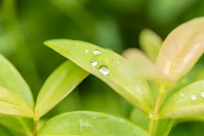 Hypericum Calycinum (Hertshooi) - afbeelding 5