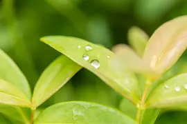 Hypericum Calycinum (Hertshooi) - afbeelding 5