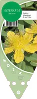 Hypericum Calycinum (Hertshooi) - afbeelding 1
