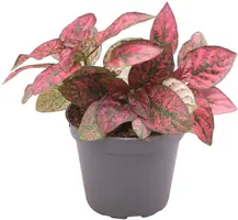 Hypoestes Phyllosachya Red (Polkadotplant) 12cm - afbeelding 1