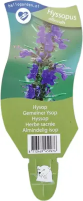 Hyssopus (Hysop) - afbeelding 1
