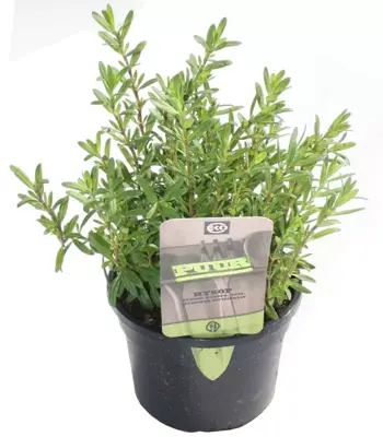 Hyssopus officinalis (hyssop) 15cm - afbeelding 1