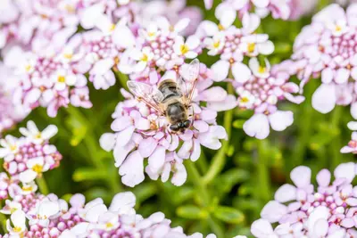 Iberis sempervirens 'Pink Ice' (Scheefkelk) - afbeelding 7