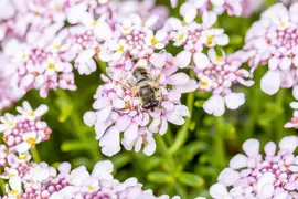 Iberis sempervirens 'Pink Ice' (Scheefkelk) - afbeelding 7