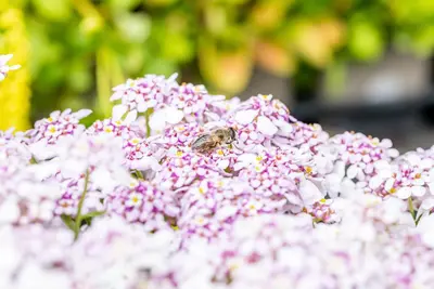 Iberis sempervirens 'Pink Ice' (Scheefkelk) - afbeelding 8