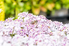 Iberis sempervirens 'Pink Ice' (Scheefkelk) - afbeelding 8