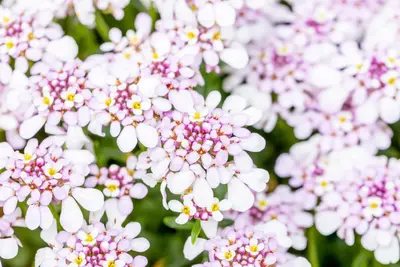 Iberis sempervirens 'Pink Ice' (Scheefkelk) - afbeelding 9