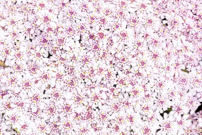 Iberis sempervirens 'Pink Ice' (Scheefkelk) - afbeelding 11