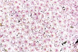 Iberis sempervirens 'Pink Ice' (Scheefkelk) - afbeelding 11