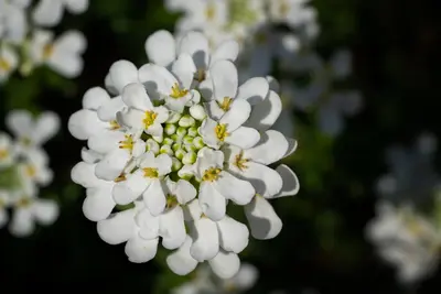Iberis sempervirens 'Pink Ice' (Scheefkelk) - afbeelding 3