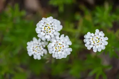 Iberis sempervirens 'Pink Ice' (Scheefkelk) - afbeelding 4