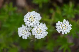Iberis sempervirens 'Pink Ice' (Scheefkelk) - afbeelding 4