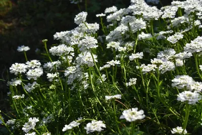 Iberis sempervirens 'Pink Ice' (Scheefkelk) - afbeelding 5