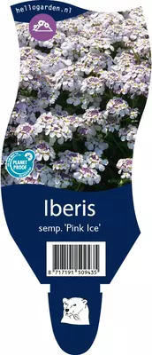 Iberis sempervirens 'Pink Ice' (Scheefkelk) - afbeelding 1