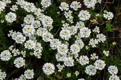 Iberis sempervirens 'Pink Ice' (Scheefkelk) - afbeelding 2