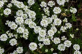 Iberis sempervirens 'Pink Ice' (Scheefkelk) - afbeelding 2