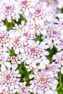 Iberis sempervirens 'Pink Ice' (Scheefkelk) - afbeelding 10