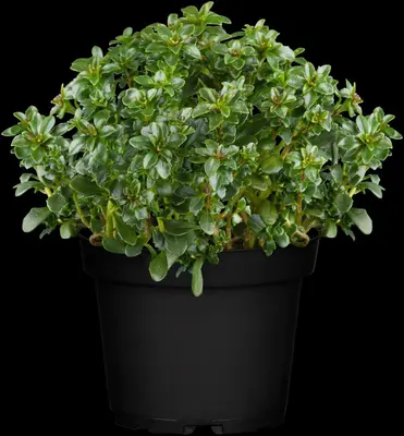 Iberis sempervirens 'Pink Ice' (Scheefkelk) - afbeelding 6