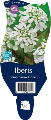 Iberis sempervirens 'Snow Cone' (Scheefkelk) - afbeelding 1
