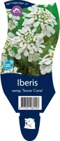 Iberis sempervirens 'Snow Cone' (Scheefkelk) - afbeelding 1