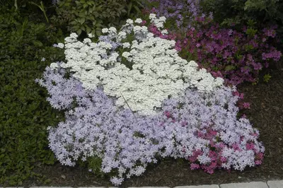 Iberis Sempervirens Snowflake (Scheefbloem) - afbeelding 17