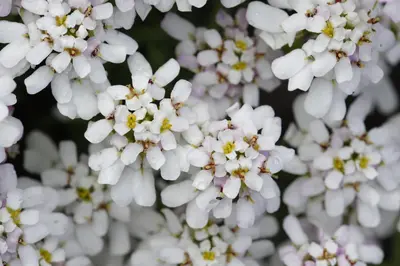 Iberis Sempervirens Snowflake (Scheefbloem) - afbeelding 22