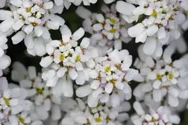 Iberis Sempervirens Snowflake (Scheefbloem) - afbeelding 22