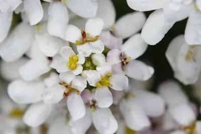 Iberis Sempervirens Snowflake (Scheefbloem) - afbeelding 23