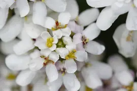 Iberis Sempervirens Snowflake (Scheefbloem) - afbeelding 23