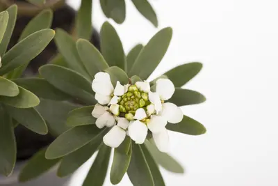 Iberis Sempervirens Snowflake (Scheefbloem) - afbeelding 4