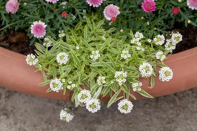 Iberis Sempervirens Snowflake (Scheefbloem) - afbeelding 5