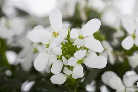 Iberis Sempervirens Snowflake (Scheefbloem) - afbeelding 6