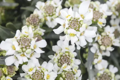 Iberis Sempervirens Snowflake (Scheefbloem) - afbeelding 8