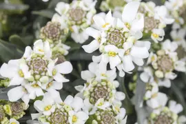 Iberis Sempervirens Snowflake (Scheefbloem) - afbeelding 8