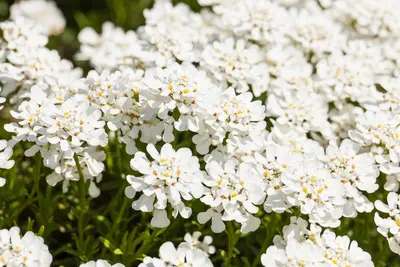 Iberis Sempervirens Snowflake (Scheefbloem) - afbeelding 14