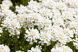 Iberis Sempervirens Snowflake (Scheefbloem) - afbeelding 14